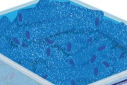 Bite  Mûre et Bubble Gum 100g